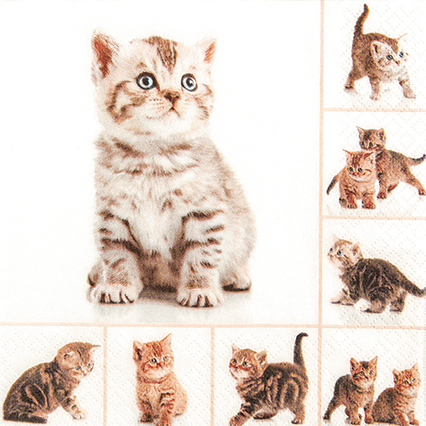Lunchservet 'Meow'