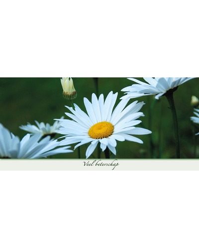 [WK14KO] Veel beterschap