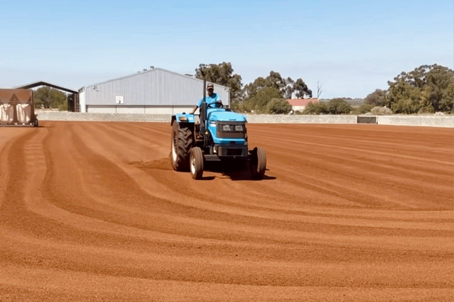 Een blauwe tractor verspreidt rooibos op een droogveld in de zon.